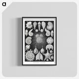 1-17_Ernst-Haeckel_blk-crop