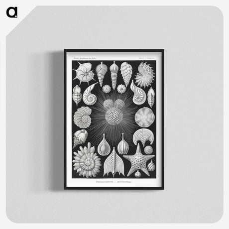 1-17_Ernst-Haeckel_blk-crop