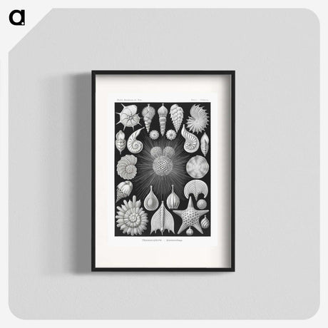 1-17_Ernst-Haeckel_blk