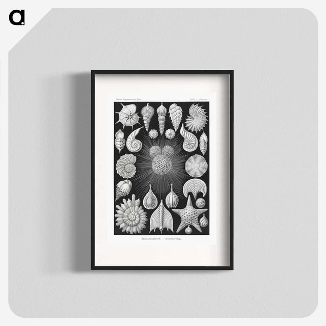 1-17_Ernst-Haeckel_blk
