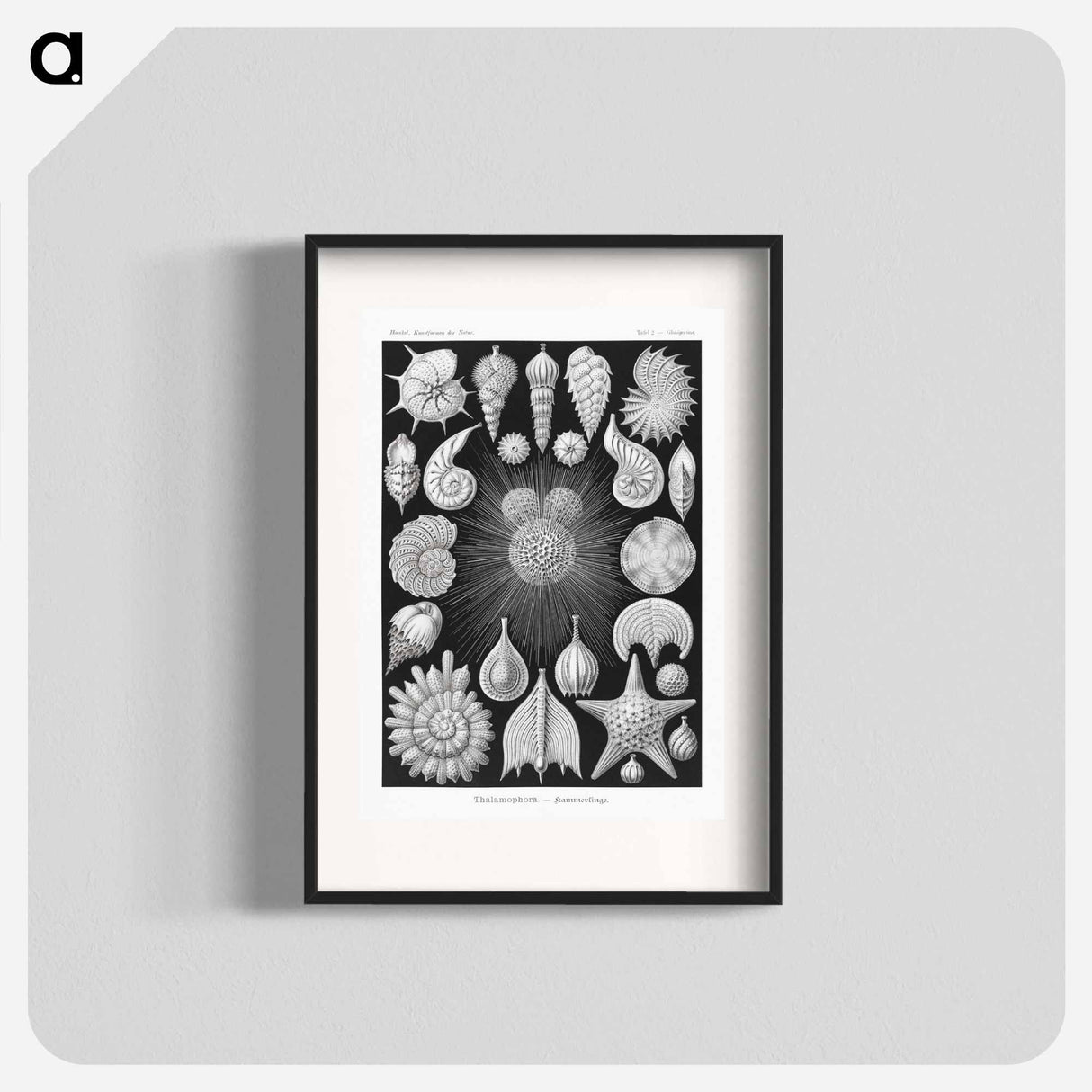 Thalamophora–Kammerlinge from Kunstformen der Natur - エルンスト ヘッケル Poster.