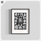 Thalamophora–Kammerlinge from Kunstformen der Natur - エルンスト ヘッケル Poster.
