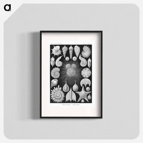 アートポスター-Thalamophora–Kammerlinge from Kunstformen der Natur - エルンスト ヘッケル Poster.