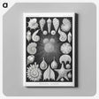 1-17_Ernst-Haeckel_canvas