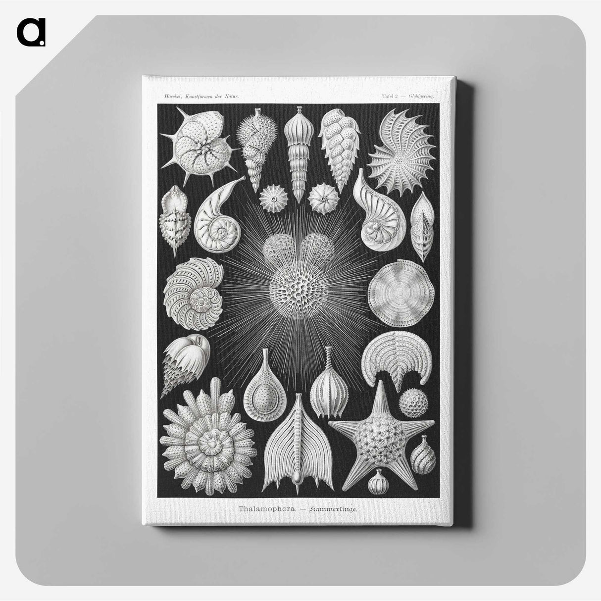 1-17_Ernst-Haeckel_canvas