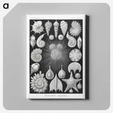 1-17_Ernst-Haeckel_canvas