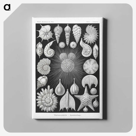 1-17_Ernst-Haeckel_canvas