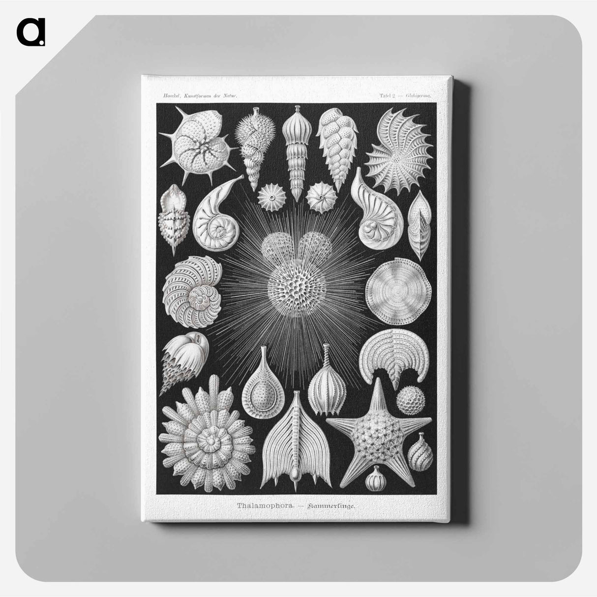 Thalamophora–Kammerlinge from Kunstformen der Natur - エルンスト ヘッケル Canvas.