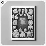 Thalamophora–Kammerlinge from Kunstformen der Natur - エルンスト ヘッケル Canvas.
