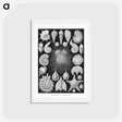 アートポストカード-Thalamophora–Kammerlinge from Kunstformen der Natur - エルンスト ヘッケル Postcard.