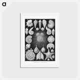アートポストカード-Thalamophora–Kammerlinge from Kunstformen der Natur - エルンスト ヘッケル Postcard.