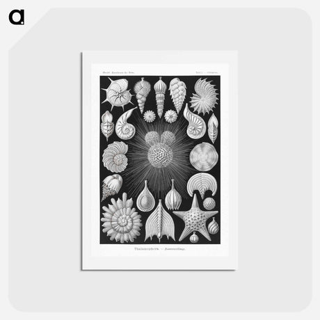 アートポストカード-Thalamophora–Kammerlinge from Kunstformen der Natur - エルンスト ヘッケル Postcard.