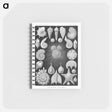 アートメモ帳-Thalamophora–Kammerlinge from Kunstformen der Natur - エルンスト ヘッケル Memo.