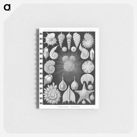 アートメモ帳-Thalamophora–Kammerlinge from Kunstformen der Natur - エルンスト ヘッケル Memo.