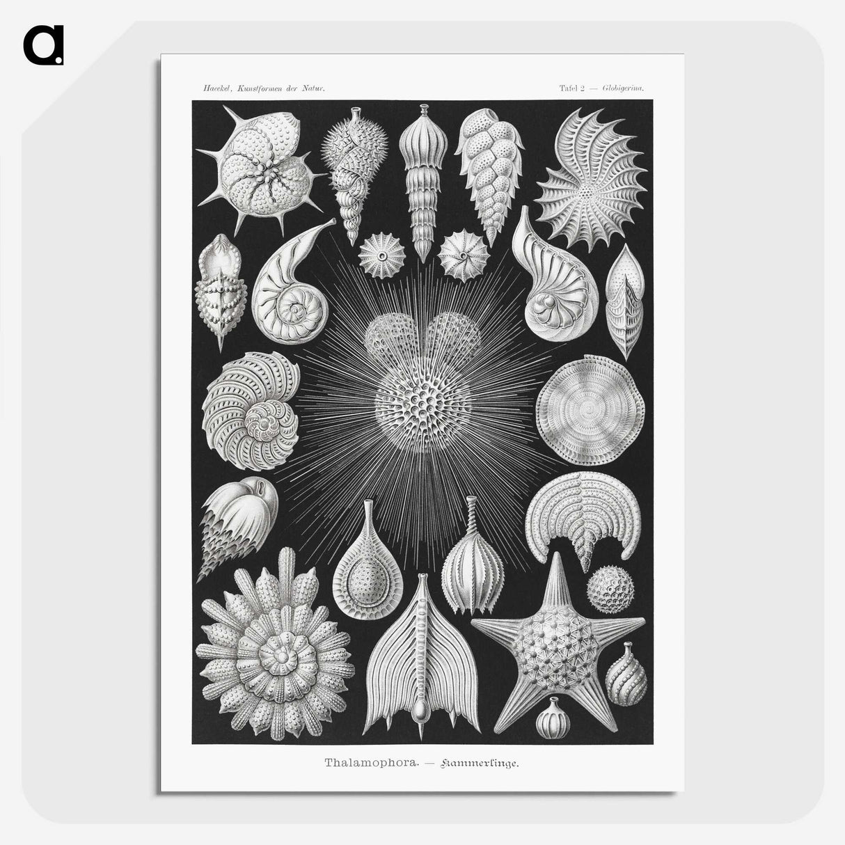 1-17_Ernst-Haeckel_picture-crop
