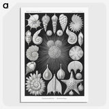 1-17_Ernst-Haeckel_picture-crop