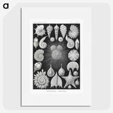 1-17_Ernst-Haeckel_picture
