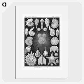 1-17_Ernst-Haeckel_picture