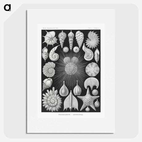 1-17_Ernst-Haeckel_picture
