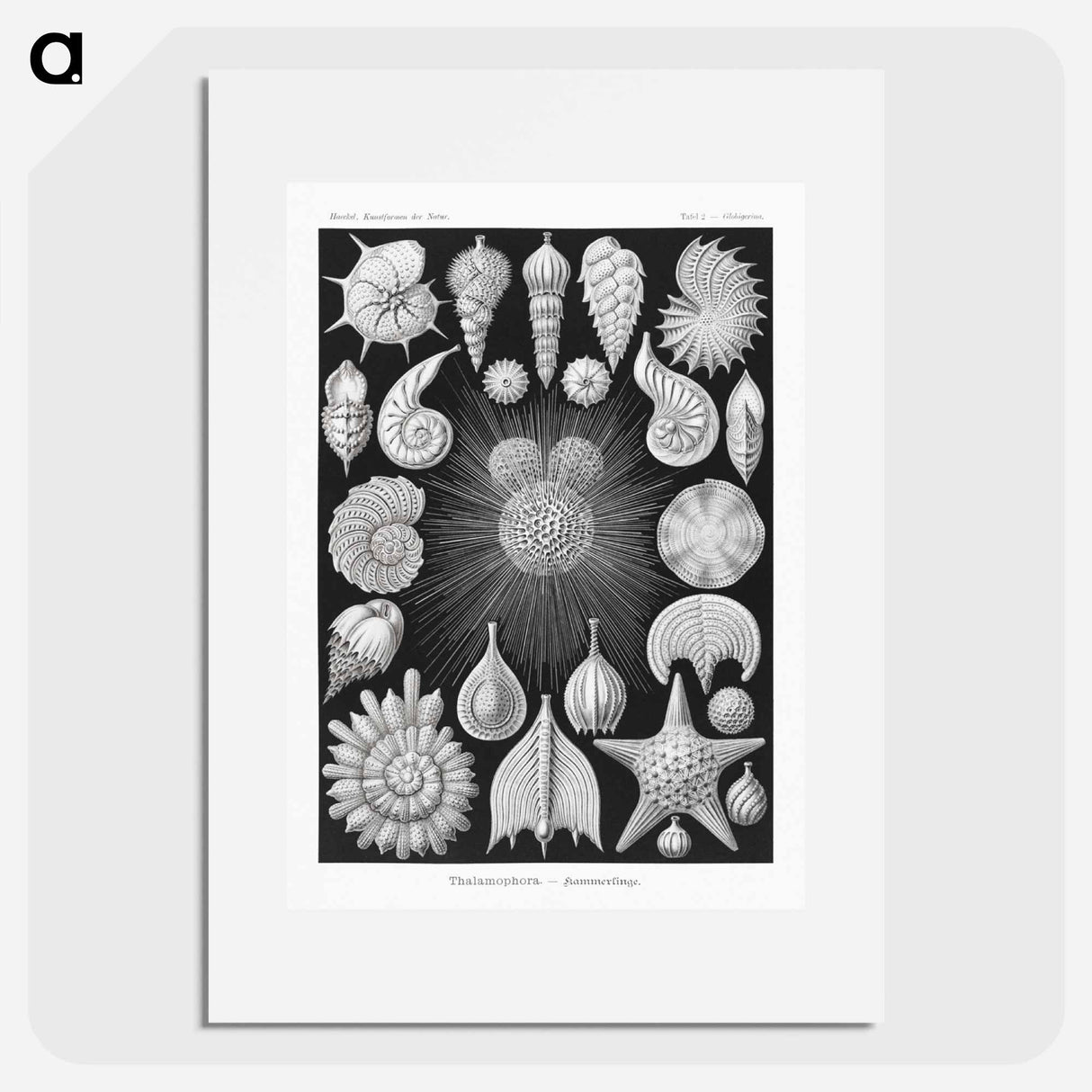 Thalamophora–Kammerlinge from Kunstformen der Natur - エルンスト ヘッケル Poster.