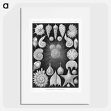 Thalamophora–Kammerlinge from Kunstformen der Natur - エルンスト ヘッケル Poster.