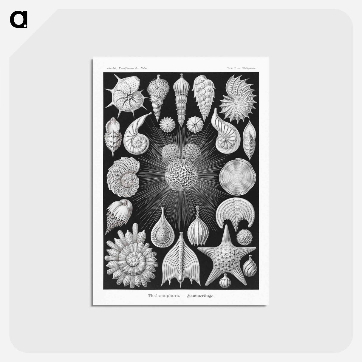 アートポストカード-Thalamophora–Kammerlinge from Kunstformen der Natur - エルンスト ヘッケル Postcard.