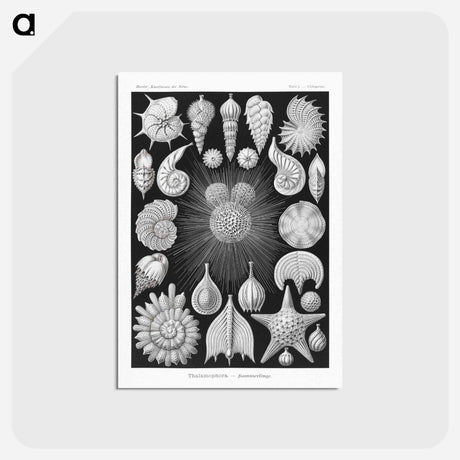アートポストカード-Thalamophora–Kammerlinge from Kunstformen der Natur - エルンスト ヘッケル Postcard.