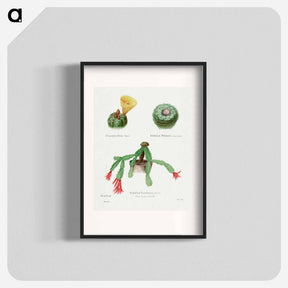 アートポスター-Peyote, Indian Head, and Christmas Cactus
 - サボテン科 Poster.
