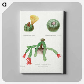 アートパネル-Peyote, Indian Head, and Christmas Cactus
 - サボテン科 Canvas.