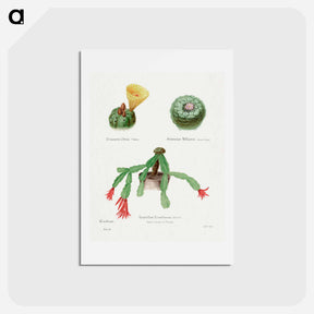 アートポストカード-Peyote, Indian Head, and Christmas Cactus
 - サボテン科 Postcard.