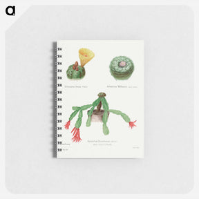 アートメモ帳-Peyote, Indian Head, and Christmas Cactus
 - サボテン科 Memo.
