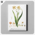 1-17_Georg-Dionysius-Ehret_canvas