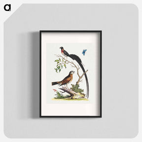 アートポスター-Two Birds and a Butterfly
 - ジョージ エドワーズ Poster.
