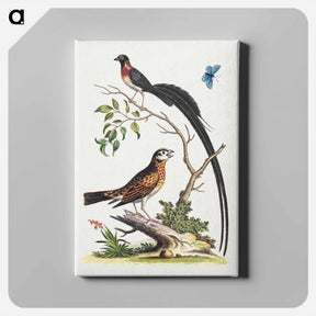 アートパネル-Two Birds and a Butterfly
 - ジョージ エドワーズ Canvas.