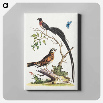 Two Birds and a Butterfly
 - ジョージ エドワーズ Canvas.