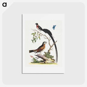 アートポストカード-Two Birds and a Butterfly
 - ジョージ エドワーズ Postcard.