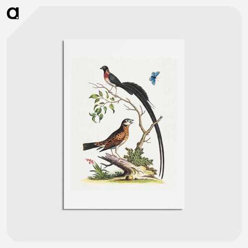 Two Birds and a Butterfly
 - ジョージ エドワーズ Postcard.