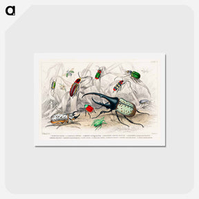 アートポストカード-Beetle Collection
 - ゴールドスミスの生き生きとした自然 Postcard.