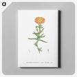 1-17_Histoire-des-Plantes-Grasses_canvas