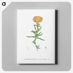 1-17_Histoire-des-Plantes-Grasses_canvas