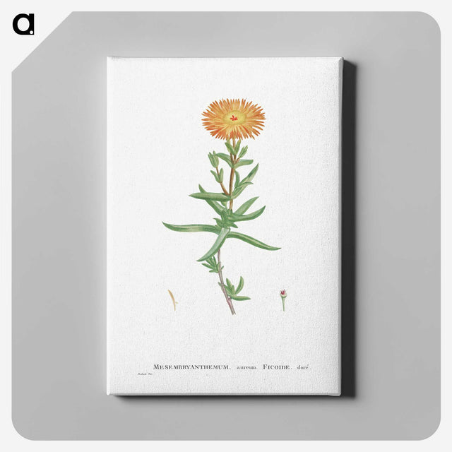 1-17_Histoire-des-Plantes-Grasses_canvas