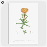 1-17_Histoire-des-Plantes-Grasses_picture-crop