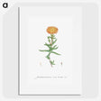 1-17_Histoire-des-Plantes-Grasses_picture