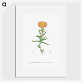 1-17_Histoire-des-Plantes-Grasses_picture