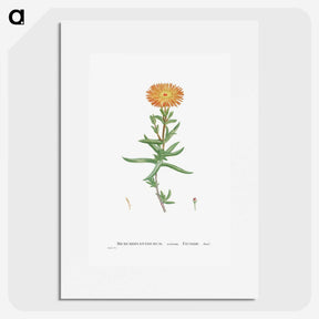 1-17_Histoire-des-Plantes-Grasses_picture