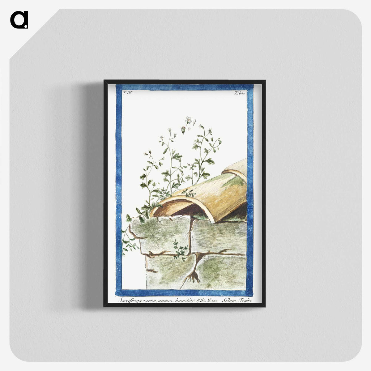 1-17_Hortus-Romanus-Botanical-Plates_blk-crop