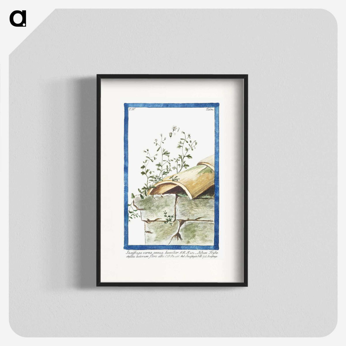 1-17_Hortus-Romanus-Botanical-Plates_blk