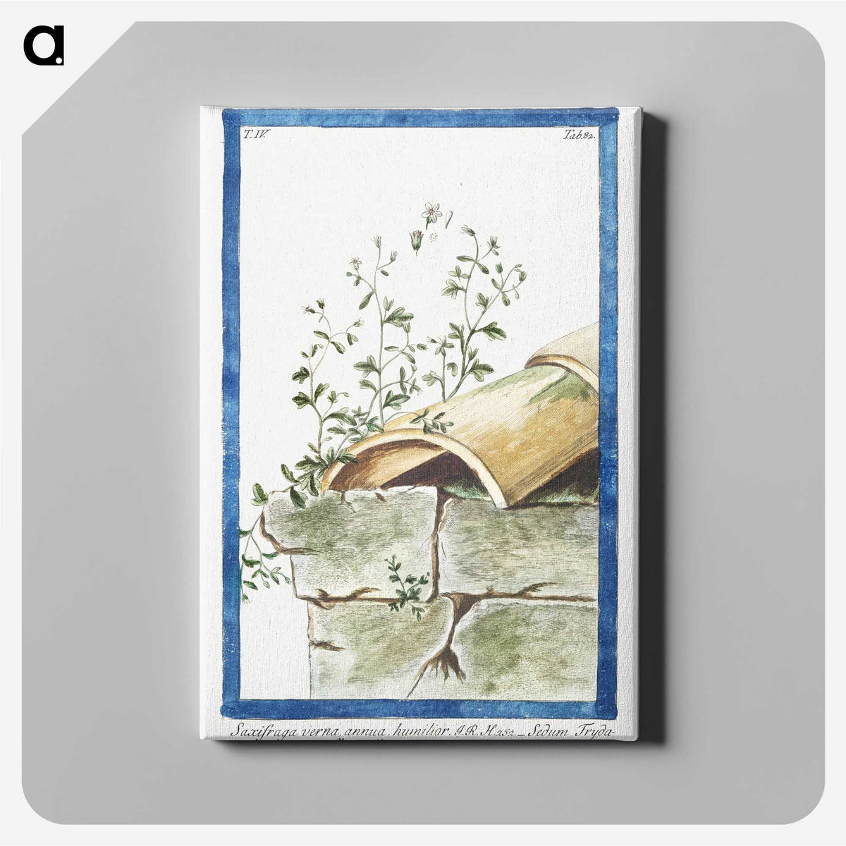 1-17_Hortus-Romanus-Botanical-Plates_canvas