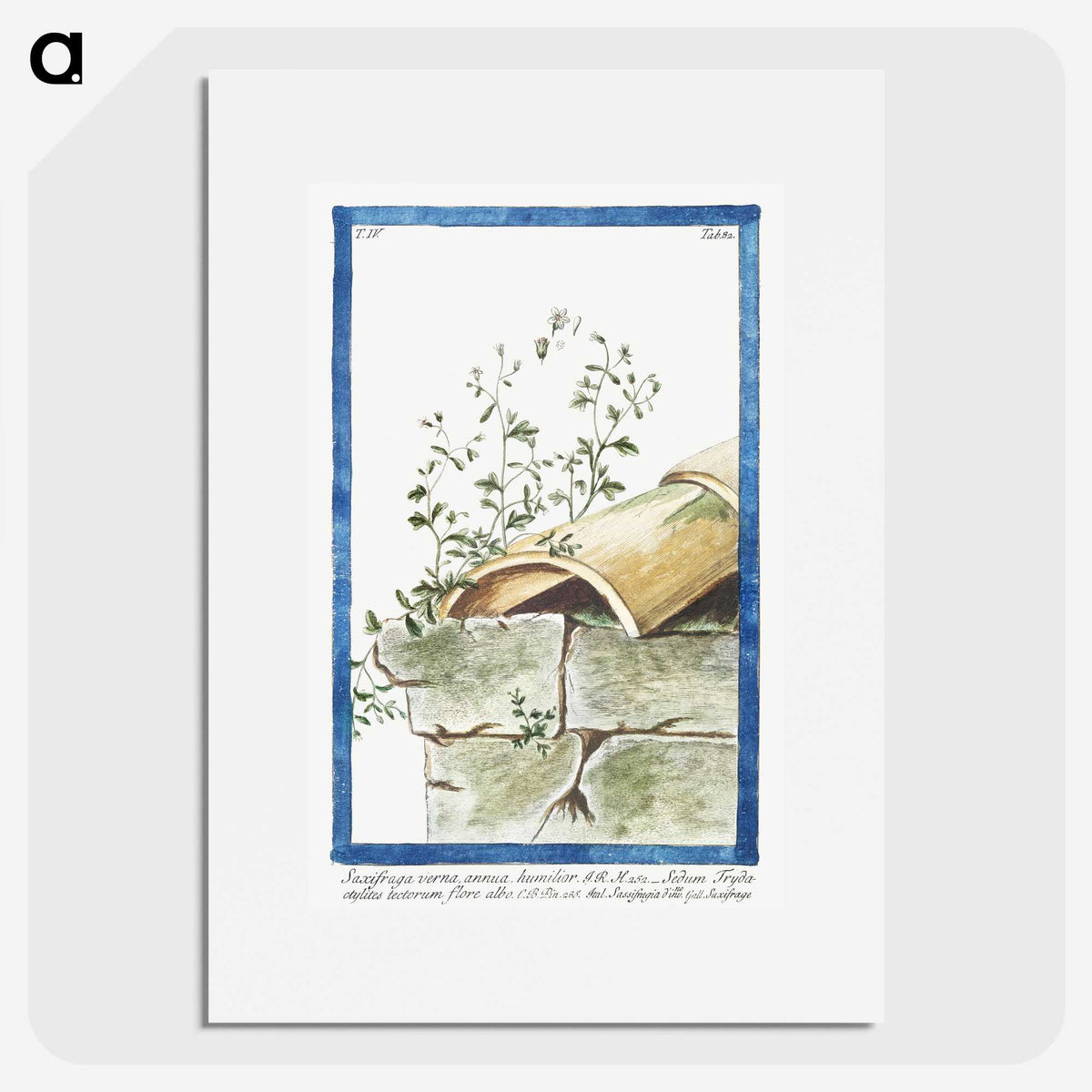 1-17_Hortus-Romanus-Botanical-Plates_picture