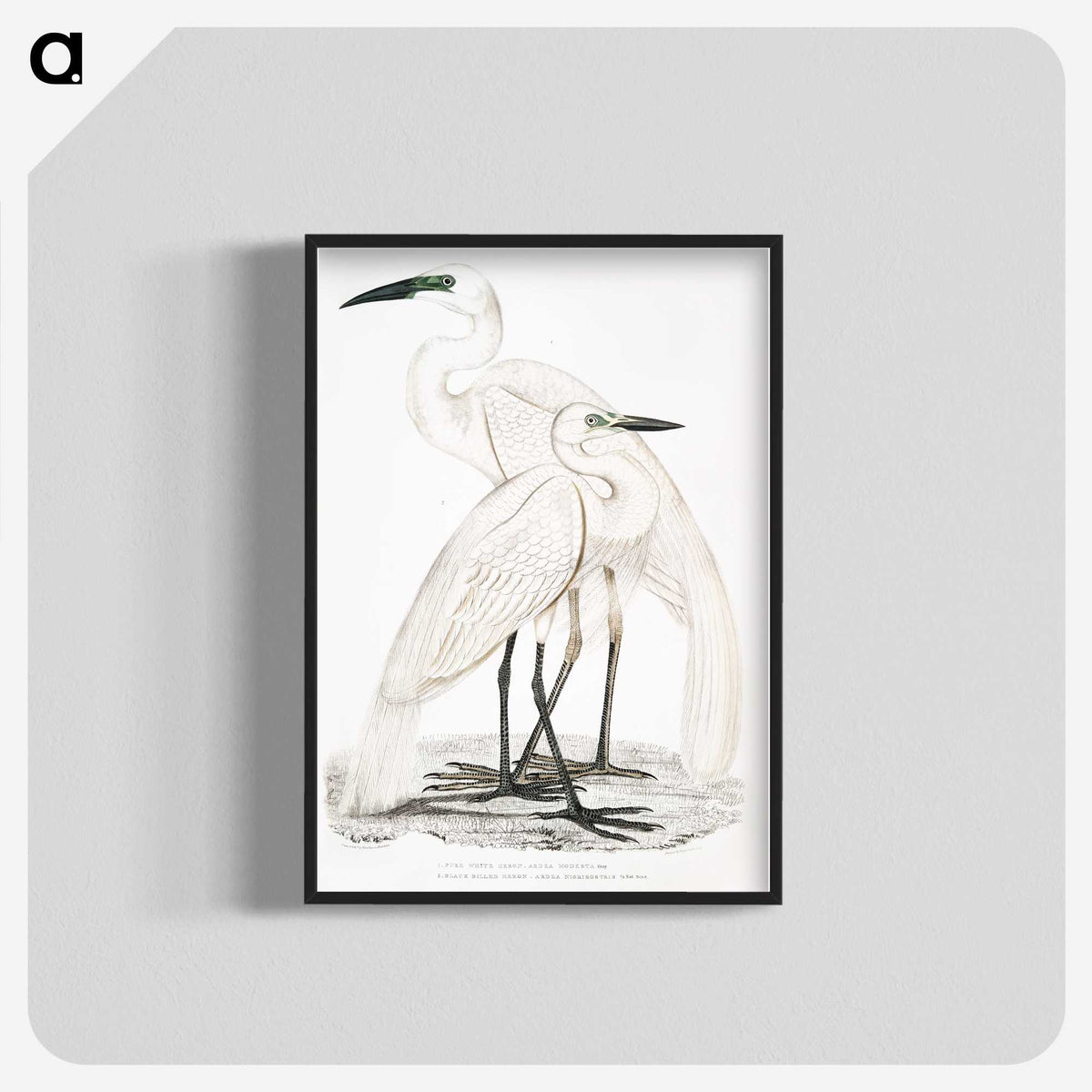 1-17_Indian-Zoology_blk-crop